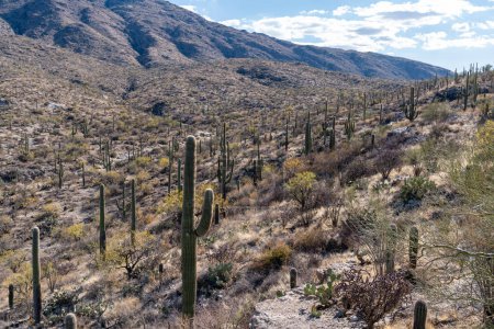 Téléchargez les photos : Parc national du Saguaro - grands cactus de saguaro à perte de vue sur un flanc de montagne - en image libre de droit