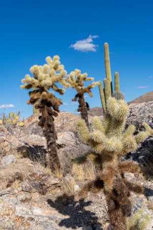 Téléchargez les photos : Sentier Javelina Rocks - Unité Est du parc national Saguaro. Cholla Cactus - en image libre de droit