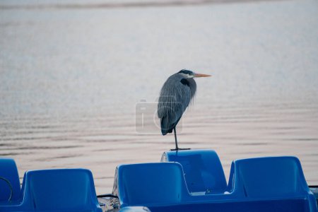 Great blue heron bird perched on paddleboats. Tidal Basin, Washington DC