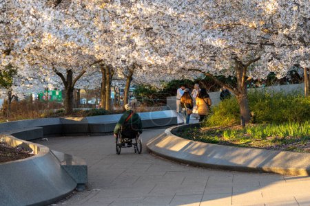 Photo for Washington, DC - March 25, 2024: Tourists explore the Martin Luther King Jr. Memorial at the tidal basin near the National Mall, during sunrise with cherry blossoms - Royalty Free Image