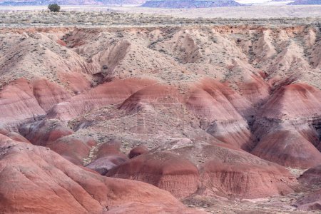 Desierto pintado en el Parque Nacional Bosque Petrificado Arizona