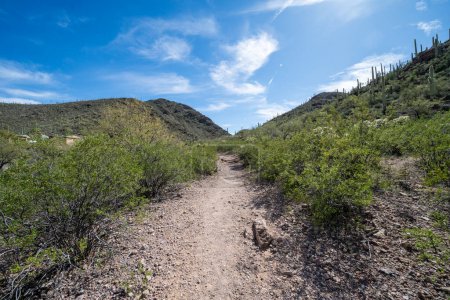 Départ du sentier Yetman et du point de départ du sentier Camino De Oeste au parc Tucson Mountain