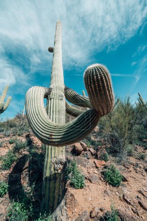 Grand cactus saguaro - sentier Yetman et sentier Camino De Oeste au parc Tucson Mountain