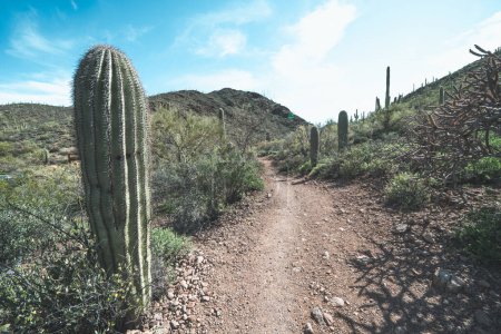 Départ du sentier Yetman et du point de départ du sentier Camino De Oeste au parc Tucson Mountain