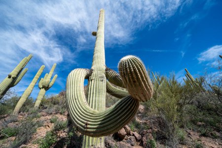 Grand cactus saguaro - sentier Yetman et sentier Camino De Oeste au parc Tucson Mountain