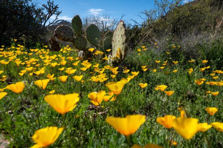 Coquelicots dorés en fleurs avec cactus de poire piquante, sur le sentier Yetman - Parc de montagne Tucson
