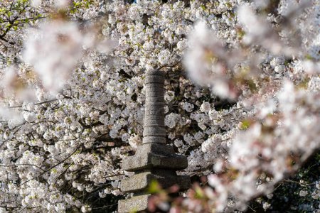 Japanische Pagode am Washingtoner Gezeitenbecken, umgeben und eingerahmt von Kirschblüten im Frühling
