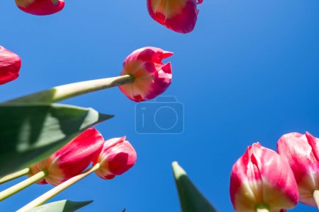 Wide angle perspective of tulips, looking up at the sky. Burnside Farms in Northern Virginia