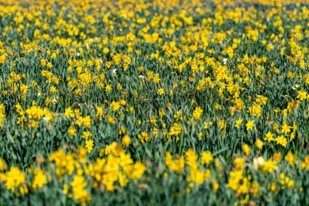 Field of daffodils at Burnside Farms in Virginia during spring