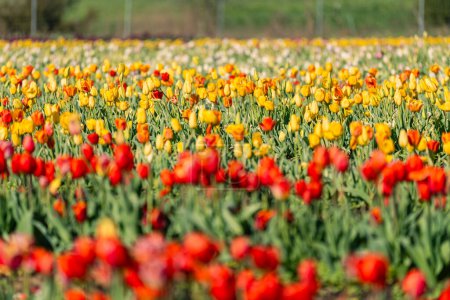 Rangées de tulipes rouges et jaunes à Burnside Farms en Virginie