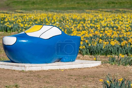 Dutch shoe prop in a field of daffodils, during springtime