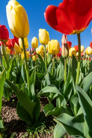 Perspective grand angle des tulipes, levant les yeux du sol. Burnside Farms en Virginie du Nord