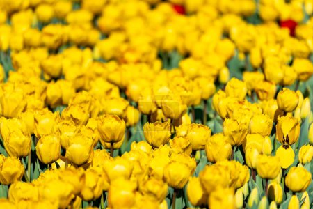 Des tulipes jaunes remplissent le cadre, prises à Burnside Farms en Virginie