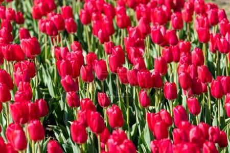 Les tulipes rouges remplissent le cadre de la photo - Burnside Farms Virginie