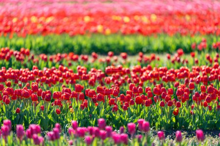 Lignes de tulipes colorées en mise au point sélective. Burnside Farms en Virginie du Nord