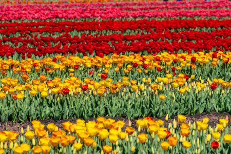 Rows of beautiful vibrant colorful tulips at Burnside Farms in Northern Virginia