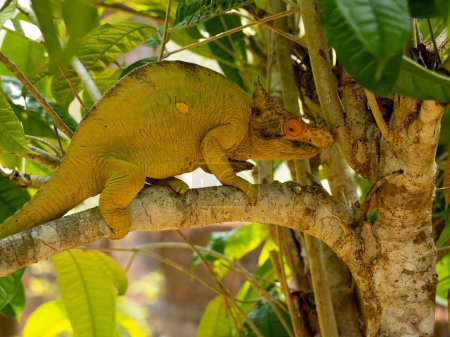 Photo for A portrait of the Parson's chameleon, i, has a massive helmet and a large growth on its nose. Rserve Peyrieras Madagascar Exotic - Royalty Free Image