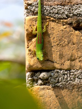 Téléchargez les photos : A beautiful striped day gecko, Phelsuma lineata, its skin is studded with small beads. Madagascar - en image libre de droit