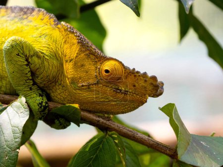 Photo for A portrait of the Parson's chameleon, i, has a massive helmet and a large growth on its nose. Rserve Peyrieras Madagascar Exotic - Royalty Free Image