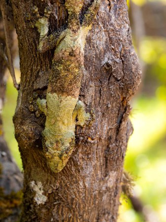 Foto de El geco de cola de hoja Mossy, se mezcla con la corteza del árbol. Rserve Peyrieres Madagascar Exótico - Imagen libre de derechos