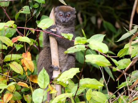 Photo for The lesser bamboo lemur, Hapalemur griseus, sits in a bamboo grove and feeds on leaves. Mantadia National Park. Madagascar - Royalty Free Image