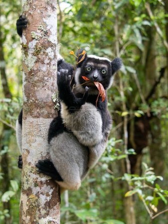 Foto de Indri, Indri indri. Se aferra al tronco grueso y se come las hojas. Parque Nacional Mantadia. Madagascar - Imagen libre de derechos