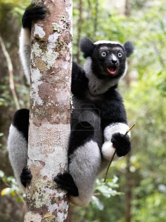 Foto de Indri, Indri indri. Se aferra a un tronco fuerte y mira al fotógrafo con asombro. Parque Nacional Mantadia. Madagascar - Imagen libre de derechos