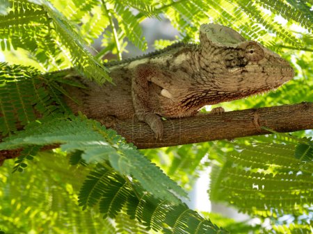 Photo for Portrait of a Malagasy giant chameleon, Furcifer oustaleti, on a tree on the main street in Morondava. Madagascar - Royalty Free Image