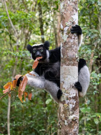 Foto de Indri, Indri indri. It clings to the thick trunk and eats the leaves. Mantadia National Park. Madagascar - Imagen libre de derechos