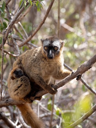 Foto de Female Red-fronted Brown Lemur, Eulemur rufifrons, Southern, with a small cub on her belly. Reserve Kirindi, Madagascar - Imagen libre de derechos