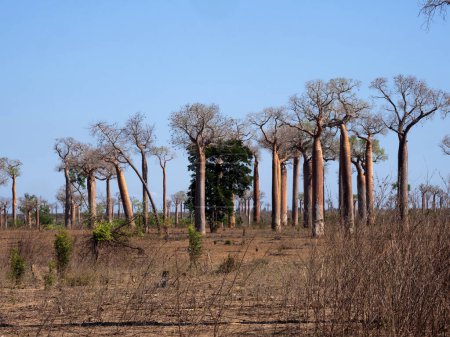 Téléchargez les photos : The very popular baobab allee is frequented by tourists. Madagascar - en image libre de droit