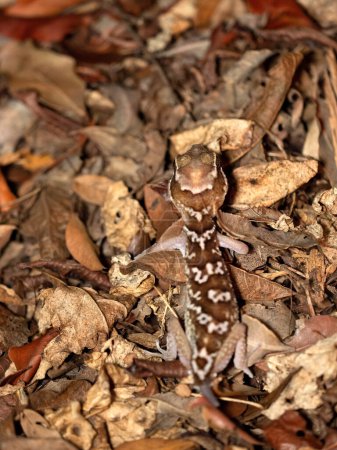 Téléchargez les photos : Ocelot Gecko, Paroedurap Picta, moves on the ground in the leaves. Kirindy Private Reserve. Madagascar. - en image libre de droit