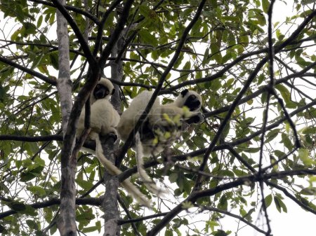 Foto de Decken's Sifaka, i, sits high in the branches and feeds on leaves. Cing Bemaraha. Madagascar - Imagen libre de derechos