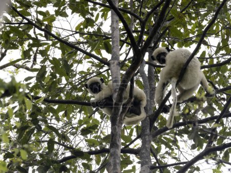 Foto de Decken's Sifaka, i, sits high in the branches and feeds on leaves. Cing Bemaraha. Madagascar - Imagen libre de derechos