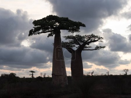 Téléchargez les photos : Early evening in the popular Baobab alle. Adansonia grandidieri. Kivalo Est, Madagascar, - en image libre de droit