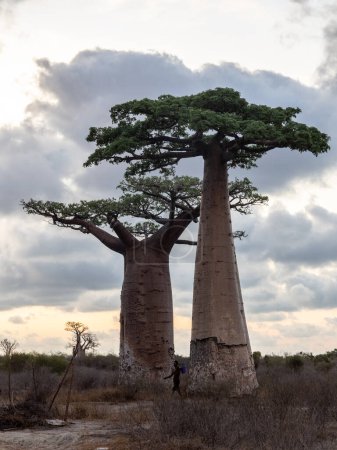 Téléchargez les photos : Early evening in the popular Baobab alle. Adansonia grandidieri. Kivalo Est, Madagascar, - en image libre de droit