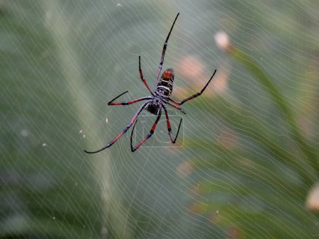 Téléchargez les photos : La grande araignée Trichonephila inura capture des insectes dans ses toiles. Madagascar faune - en image libre de droit