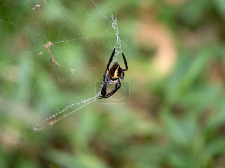 Téléchargez les photos : Une araignée avec une coloration distinctive sur son filet. Ranomafana. Madagascar - en image libre de droit
