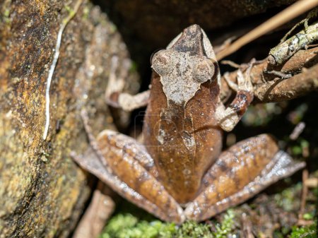 A medium-sized frog, Mantidactylus autumnalis, sits on the bank of a stream. Ranomafana National Park. Madagascar