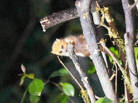 Téléchargez les photos : Brown mouse lemur, Microcebus rufus, searches for food on bushes at night. Ranomafana National Park. Madagascar - en image libre de droit