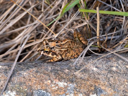 Foto de Sand frog, Laliostoma labrosum Ambalavao, hiding in the grass, Andringitra National Park, Madagascar wildlife - Imagen libre de derechos