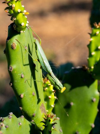 Photo for Great mantis sitting on prickly pear N.P Isalo. Madagascar. - Royalty Free Image
