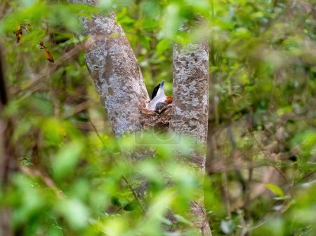 Foto de A female Malagasy Paradise Flycatcher, Terpsiphone mutata, warms the young on the nest. N.P Zobitse Uhibasia, Madagascar. - Imagen libre de derechos