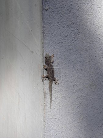 Foto de Día de clasificación gecko, Phelsuma standingi se sienta en una pared blanca de una casa. Parque Nacional Zombitse-Vohibasia Madagsakr vida silvestre. - Imagen libre de derechos