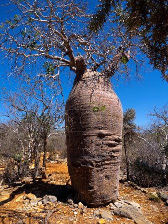 Foto de Baobab, Adansonia rubrostipa, tiene un tronco masivo, es un depósito de agua. Parque Nacional Tsimanampetsotsa. Madagascar - Imagen libre de derechos