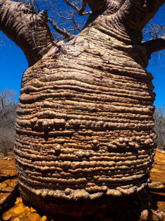 Foto de Baobab, Adansonia rubrostipa, tiene un tronco masivo, es un depósito de agua. Parque Nacional Tsimanampetsotsa. Madagascar - Imagen libre de derechos