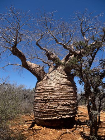 Téléchargez les photos : Baobab, Adansonia rubrostipa, has a massive trunk, it is a reservoir of water. Tsimanampetsotsa national park. Madagascar - en image libre de droit