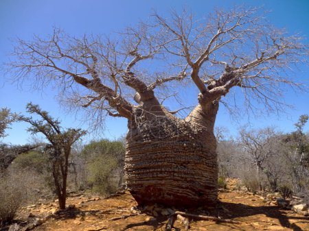 Téléchargez les photos : Baobab, Adansonia rubrostipa, a un tronc massif, c'est un réservoir d'eau. Tsimanampetsotsa parc national. Madagascar - en image libre de droit