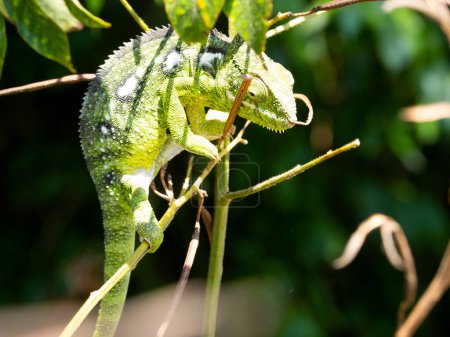 Photo for Malagasy giant chameleon, Furcifer oustaleti, prowls for food on a bush. Madagascar - Royalty Free Image