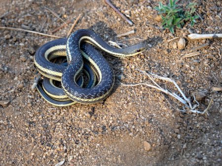 A slender snake, Thamnosophis epistibes, is coiled on the ground